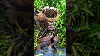 Brave Mother Hawk Protects Her Chick from a Venomous Snake p33