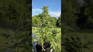 Northern Lights Auto 8.5 Weeks RQS Promotional Seed Pack #Organic #OutdoorGrow #OrganicGarden