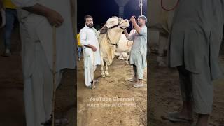 White Nukra For Qurbani 2025 | Beautiful Bull | Mera Shauk Official