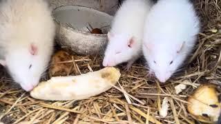 White mouse, creative video, funny video, baby special video Why RATS are the BEST PETS in the world