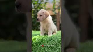 With kci Paper Labrador male Puppy #labradorretriever #labrador #lab #labradorpuppy #lab #lablove