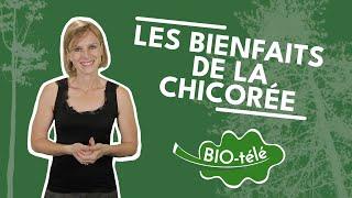 SANTÉ : DÉCOUVREZ LES BIENFAITS SURPRENANTS DE LA CHICORÉE !