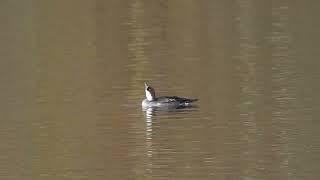 Smew @ Sandwell Valley Swan Pool