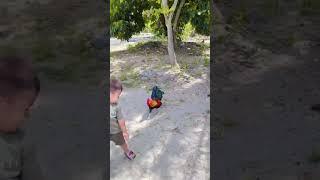 Anak Kecil Terpental Di Tendang Ayam Jago | TIKTOK Viral