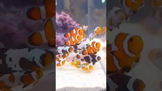 Clownfish #foryou #funny #animals #clownfish #shorts #youtubeshorts