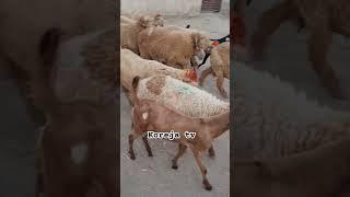 Amazing short  ️  ️ || in Hindi and Urdu || Amazing for koreja tv