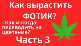 КАК ВЫРАСТИТЬ ФОТИК? ЧАСТЬ 3 | КАК СДЕЛАТЬ ЧТОБЫ ФОТИК ЗАЦВЁЛ? | КАК И КОГДА ПЕРЕВЕСТИ НА ЦВЕТЕНИЕ?