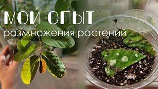 Мой опыт размножения комнатных растений: Черенки, фрагменты листа, семена, клубни.