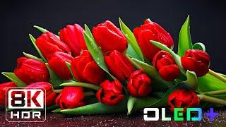 BEST OF OLED - Vibrant Flowers in 8K HDR | Dolby Vision™