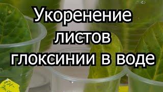 Укоренить листья глоксинии в воде - быстро и просто