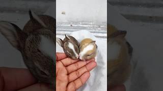 Bunny Growth - Baby Rabbits Grow Up #548 #animals #bunny