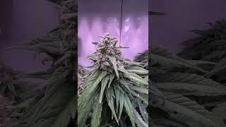 #Greenhouseseeds #Kingsjuice brachiale Genetik  #growyourown #cannabis