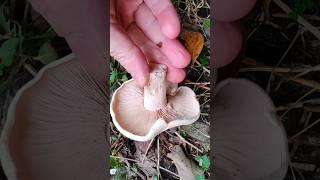 КАКОЙ ГРИБ ЛУЧШЕ? Рядовка фиалковая или Рядовка фиолетовая?