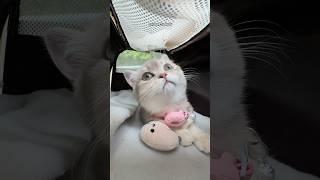 spending $1000 on my kitten at the vet! 