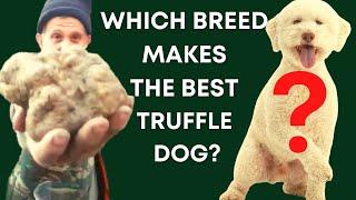 What is the best breed for a truffle dog?