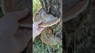 ¿Ganoderma sobre madera de chopo? 