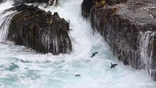 Rockhopper Penguins Leap into Huge Seas