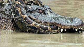 Python vs Alligator 10 -- Real Fight -- Python attacks Alligator