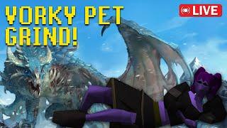  Vorky Pet Grind!   Mahano OSRS Adventures