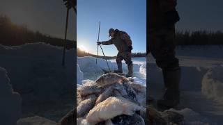 Yakut traditional fishing "Kuyuur" / Якутская традиционная рыбалка “Куйуур” #fishing #winter #north