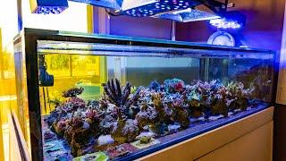 140g Shallow Acropora Reef Tank | New Aquascape | System Overview | Cyano