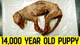 Experts Studying The 14,000 Year Old Remains Of A Frozen Siberian Puppy Made A Genetic Breakthrough.