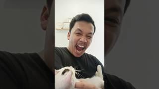 A Little Piece of Heaven feat. Koby #cats #catlover #catvideos #catshorts #avangedsevenfold #koby