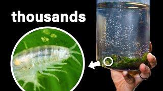 Seeding a Micro Crustacean Army (Amphipods)
