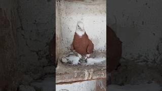 Мода 800 минг  кизиканлар йозилар #голуби #kabootarbazi #pigeon #kabootar #kabootarlovers