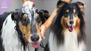 The Elite Family Dog | Beautiful Rough Collie