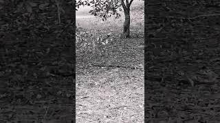 #EASTern#RATSNAKE#GEORGIAWILDLIFE#WOODLANDS#RESIDENTIALGUESTS#TRUTHTELLERS&#THETREESEJONESESFRAMILY