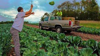 Late Season Cabbage Harvest