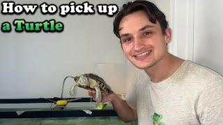 How To Pick Up a Turtle