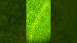 Plants can breathe! #microscope #biology #nature #pothosplant #stomata #life