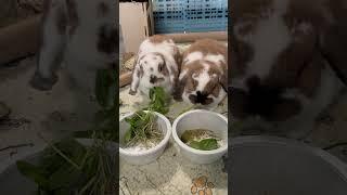 SIBLING BUNNIES EAT THEIR FAVORITE SNACK #bunny #bunnylife