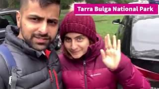 Tarra Bulga National Park | A hidden gem of East Gippsland VIC | Australia | Vlog 01