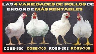 ¿Conozca cuáles son las 4 variedades de pollos de engorde más rentables en el mercado avícola?