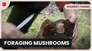 Foraging Wild Mushrooms - Gourmet Farmer - Food Documentary