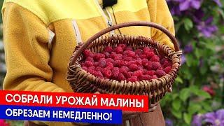 Собрали урожай малины - обрезаем немедленно!