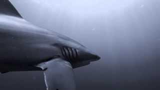 SILKY - a Short Film about Diving with Silky Sharks by Ryan Walton Scuba