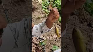 catching koi fish using rod and huk #fishing #fish #ytshorts #catchingfish #viralshorts #short