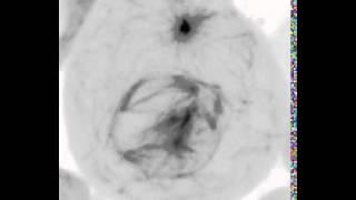 Spindles formed after microtubule regrowth are functional.