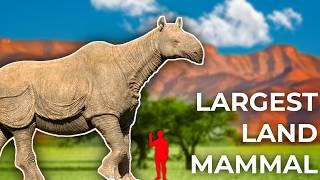 The Biggest Mammals You've Never Heard Of