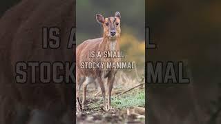  Meet the Muntjac Deer: The Barking Deer of the Forest! 