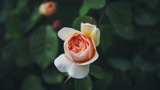 4K - Early David Austin rose varieties & old garden roses  in Giardino delle rose, Firenze