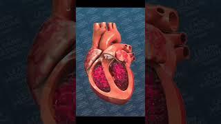 Heart Works #science #anatomy #cardiac #heart #shorts