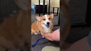 Corgi is a Dinner Cheater!