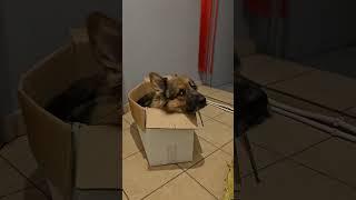 Собака, воспитанная кошкой. When a dog was raised by a cat. #funnydogs #смешныесобаки