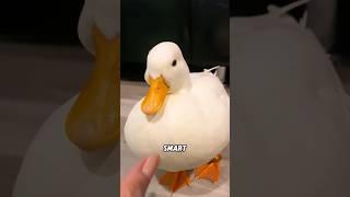 This duck will follow you like a puppy.#animal #cute #colld #cuteduck