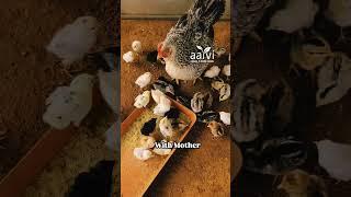 Chicks With and Without Mother Hen | Pure Country Chicken Farming | Desi Chicks | Natukodi Farm